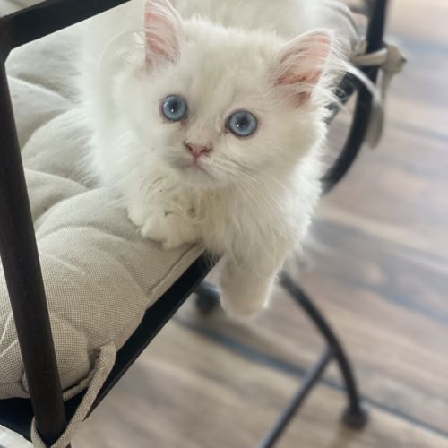 Chatons persans disponibles #9