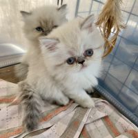 Chatons persans disponibles