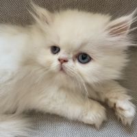 Chatons persans disponibles #3