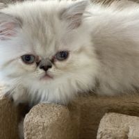 Chatons persans disponibles #4