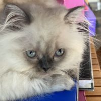 Chatons persans disponibles #5