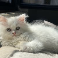 Chatons persans disponibles #6