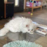 Chatons persans disponibles #7