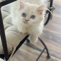 Chatons persans disponibles #9