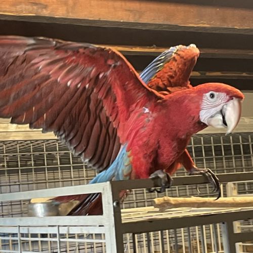 Perroquet ara chloroptère eam #0