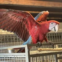 Perroquet ara chloroptère eam