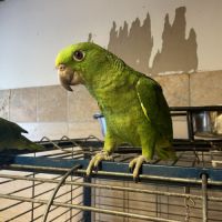 Perroquet amazone nuque d’or eam #1