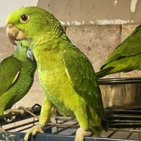 Perroquet amazone nuque d’or eam