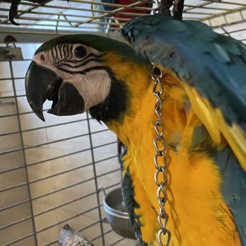 Perroquet ara ararauna #0