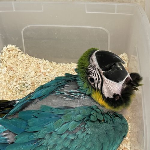 Perroquet ara ararauna #2