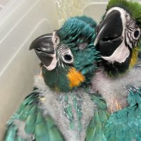 Perroquet ara ararauna #3