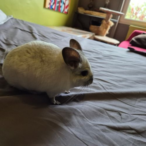 A vendre mâle chinchilla blanc 1 an #1