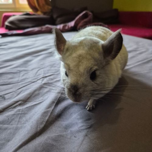 A vendre mâle chinchilla blanc 1 an