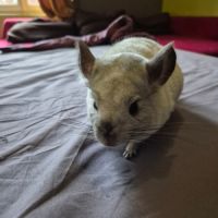 A vendre mâle chinchilla blanc 1 an