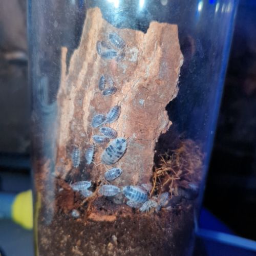 Cloporte/isopode porcellio dairy cow