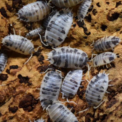 Cloporte/isopode porcellio dairy cow #2