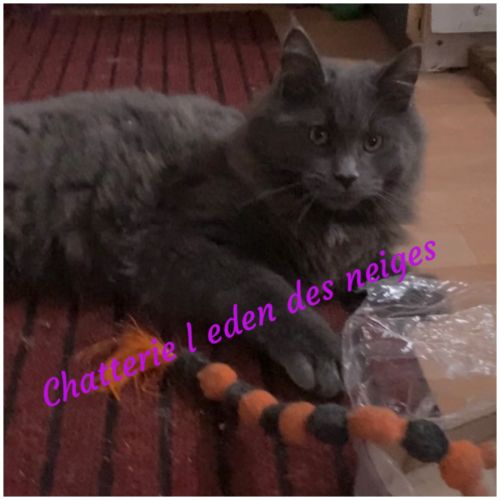 Maine coon chaton parents loof