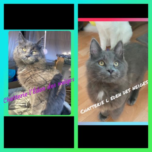 Maine coon chaton #1