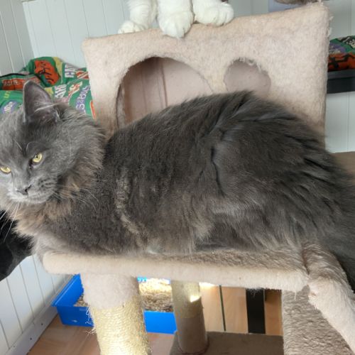 Maine coon chaton #2