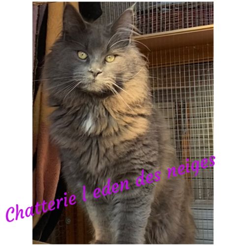 Maine coon chaton #0