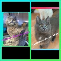 Maine coon chaton #1