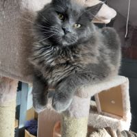 Maine coon chaton #3