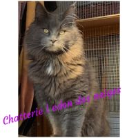 Maine coon chaton