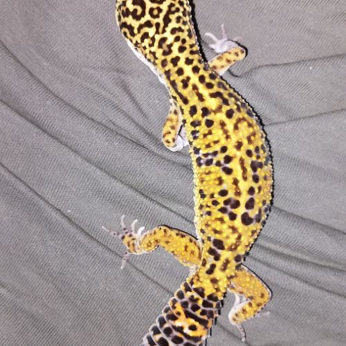 Vend gecko léopard mâle #2