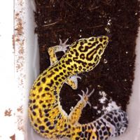 Vend gecko léopard mâle