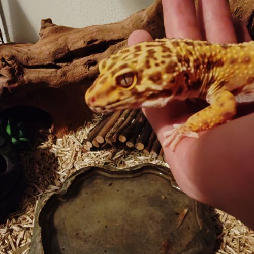 Gecko léopard #0