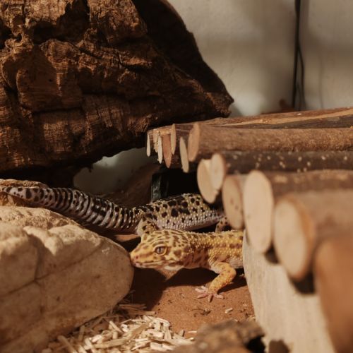 Gecko léopard #5