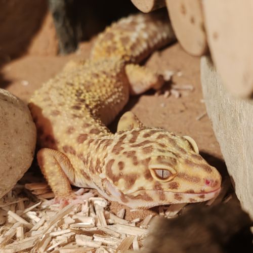 Gecko léopard #6