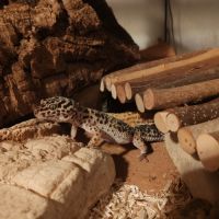 Gecko léopard #3