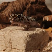 Gecko léopard #4
