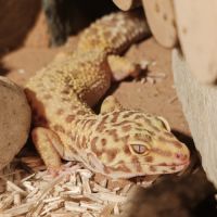 Gecko léopard #6