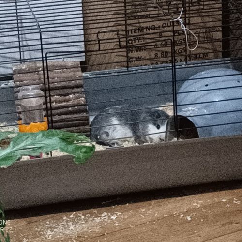 Kida attends une nouvelle famille #6