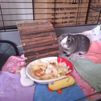 Kida attends une nouvelle famille #2