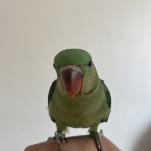 Grand alexandre eam #2