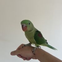 Grand alexandre eam #1