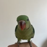 Grand alexandre eam #2