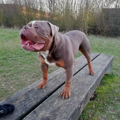 Old english bulldog à donner #0