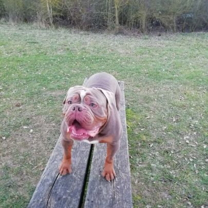 Old english bulldog à donner #2