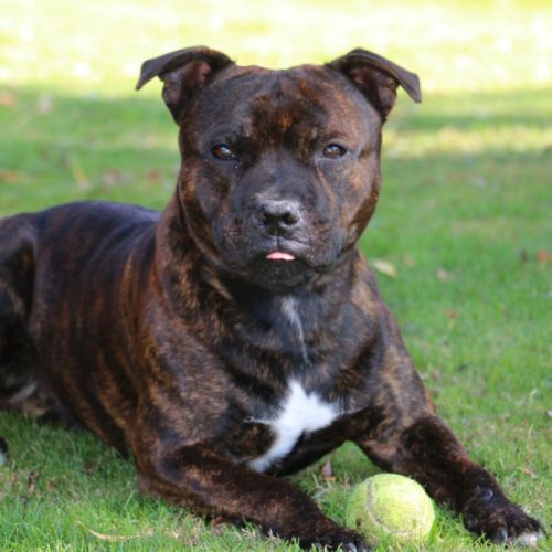 Uzy mâle staffy disponible pour saillie