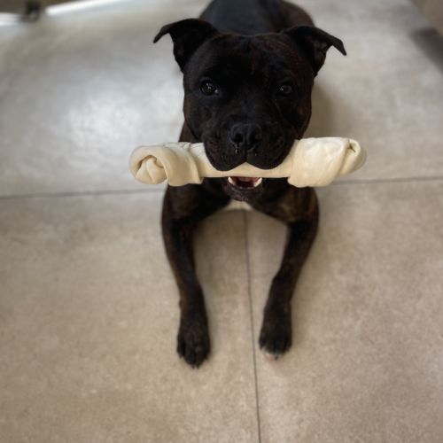 Uzy mâle staffy disponible pour saillie #3