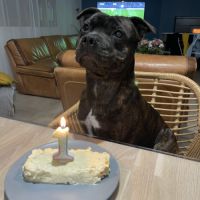 Uzy mâle staffy disponible pour saillie #2