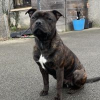 Uzy mâle staffy disponible pour saillie #4