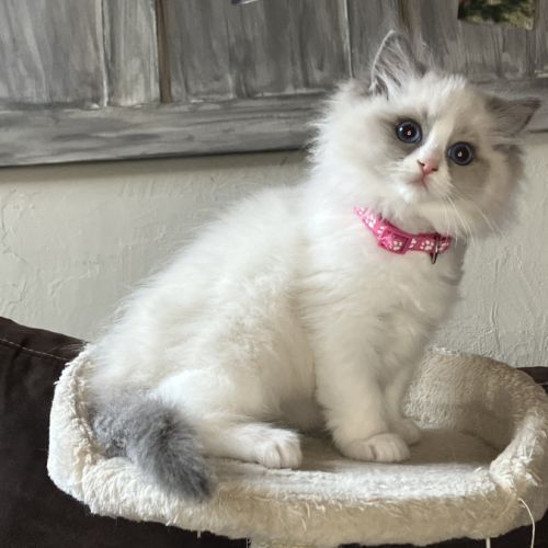 Chaton ragdoll loof