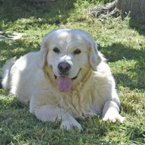 Chiots golden retriever #0