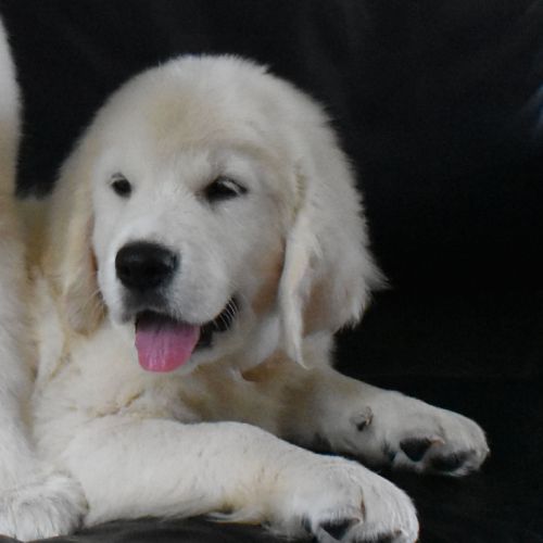 Chiots golden retriever #5