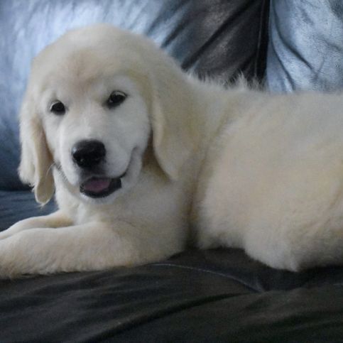 Chiots golden retriever #6